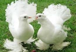 Muzeul Ştiinţele Naturii Dorohoi vă invită să vizitaţi în acestă lună expoziţia temporară Columbofilia - tradiţie şi pasiune