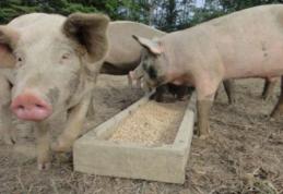 Anunț de ultimă oră de la ANSVSA: Pesta porcină, la granițele României!