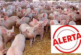 Alertă maximă în tot judeţul Botoșani din cauza pestei porcine africane
