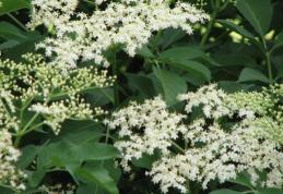 Cum scapi de pistruii de pe faţă cu ajutorul florilor de soc