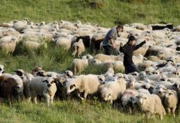 Stânile din judeţ cotrolate de inspectorii ITM Botoșani. Amenzi de 50 mii lei aplicate angajatorilor