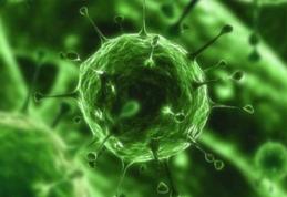 ALERTĂ! Virus periculos, adus accidental în țară