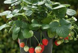 Frunzele de căpșun luptă cu succes împotriva reumatismului