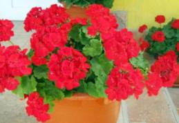 Vrei să ai muşcate de invidiat în balcon? Urmează aceste sfaturi simple şi ieftine