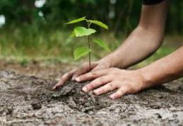 Primaria municipiului Dorohoi informează că au fost finalizate lucrările de proiectare a împăduririi terenurilor degradate