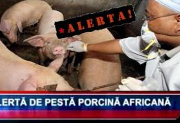 Primăria Dorohoi atenționează – ALERTĂ pestă porcină africană, risc pentru municipiul Dorohoi