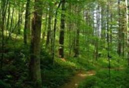 Prefectul salută personalul silvic din judeţ, dar dezaprobă recenta lipsă de comunicare a reprezentanţilor Direcţiei Silvice