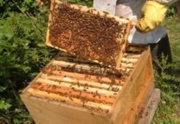 Apicultorii falsifică mierea punând zahăr în stup. Ce măsuri ia ministrul Agriculturii