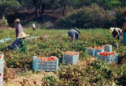 AJOFM anunță că sunt disponibile 800 locuri de muncă sezoniere în agricultură - SPANIA
