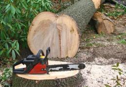 Vrei să raportezi un caz de tăiere de arbori ilegal? A fost lansată platforma online salvezpadurea.ro