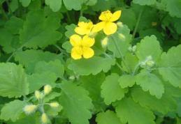 Afecțiuni în care se folosește rostopasca