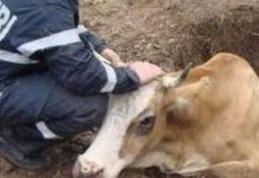 Bovină căzută într-o fântână, salvată de pompierii botoşăneni