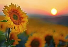 De ce floarea-soarelui se roteşte după Soare. Explicația neştiută până acum