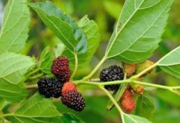 Frunzele de dud tratează diabetul zaharat, gastrita sau obezitatea