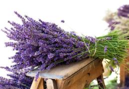 Cum putem profita de beneficiile lavandei folosind-o în bucătărie