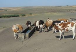 Prefectul prezintă gravitatea situaţiei create de secetă în Botoşani