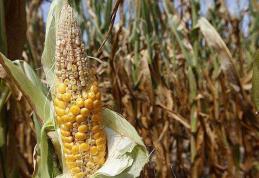 Peste 14.000 de fermieri botoşăneni afectaţi de secetă ar putea primi un sprijin financiar 