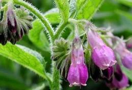 Remedii naturale pentru cicatrizarea rapidă a rănilor