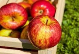 Peste 8.000 de micuţi din judeţ vor primi fructe plătite de Guvern