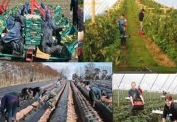 AJOFM Botoșani anunță locuri de muncă sezonieră în agricultură - Spania. Află locația unde va avea loc selecția!