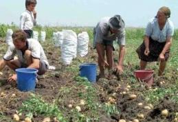 Fermierii, forţaţi să încheie contracte de muncă pentru zilieri