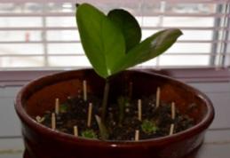 A pus chibrituri în ghiveciul cu flori. După câteva zile, surpriză majoră!