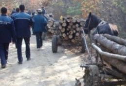 Amenzi de peste 380 mii lei aplicate hoţilor de lemne