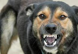 Cum trebuie sa te aperi de cainii comunitari