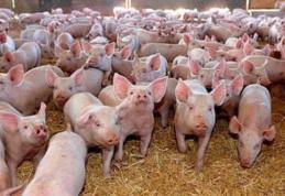 În atenția fermierilor care cer sprijin financiar pentru a achiziționa rase de porci