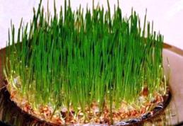 Obiceiuri de Sfântul Andrei: Grâul încolțit spune ce îți va aduce noul an