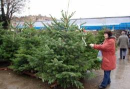 Cum alegi bradul de Crăciun ca să reziste cât mai mult. Toată lumea trebuie să ştie aceste trucuri