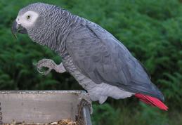 Cea mai inteligentă pasăre de pe Pământ