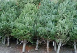 Conlindul „O brad, frumos!”, reinterpretat, pentru a lupta împotriva tăierilor