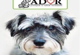 ADOR Botoșani | Amânare concurs de frumusețe canină din cauza vremii defavorabile