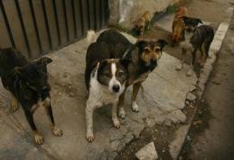 O problemă care persistă în Dorohoi - Câinii comunitari 