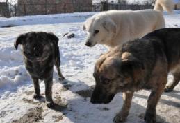 Primim la redacție – Probleme create de câinii comunitari într-o zonă centrală din Dorohoi 