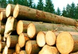  Liceul Teoretic „Anastasie Bașotă” Pomîrla anunță organizarea licitației pentru vânzarea masei lemnoase fasonate la drum auto