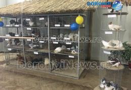 Start expoziție la Muzeul Ştiinţele Naturii Dorohoi: „Columbofilia – tradiţie şi pasiune”