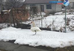 Mobilizare generală pentru salvarea unei lebede rănite care a aterizat în curtea unui dorohoian - FOTO