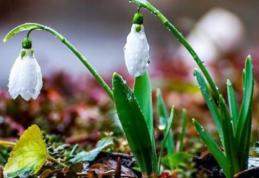 ANM anunță temperaturi de până la 18 grade Celsius și ploi moderate, în următoarele două săptămâni