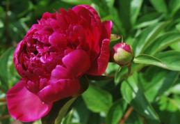 Floarea care îți vindecă articulațiile