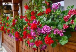 Cum să te bucuri de muşcate toată vara. Trebuie să pui lunar câte o picătură de...