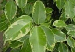 Câteva plante toxice de care trebuie să ținem copii la distanță