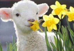 Vremea de Florii şi de Paşte. Prognoza meteo pe două săptămâni!