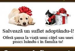 Adoptă un căţelus sau o pisicuţă şi salvezi un suflet! 