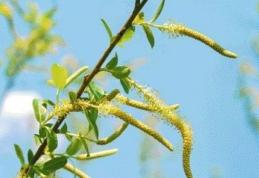 Ce semnifică salcia sfiinţită de FLORII