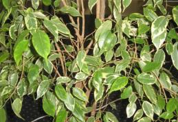 Ce să ții în dormitor ca să dormi mai bine