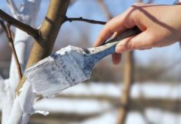 Motivul pentru care e bine să dăm pomii cu var