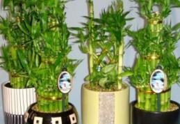 Aceste plante atrag banii şi prosperitatea în casă