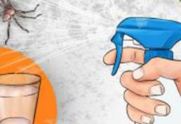 Spray-ul care omoară pe loc toți păianjenii şi gândacii din casă! Iată cât de ușor îl prepari